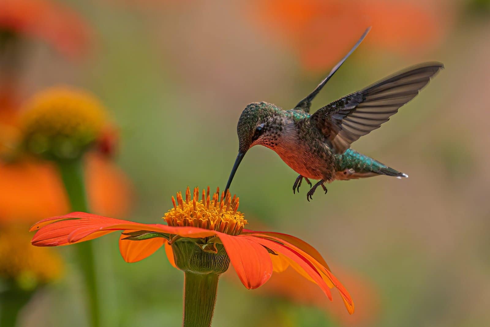 Hummingbird Frozen Mid-Flight Over Glowing Blossoms