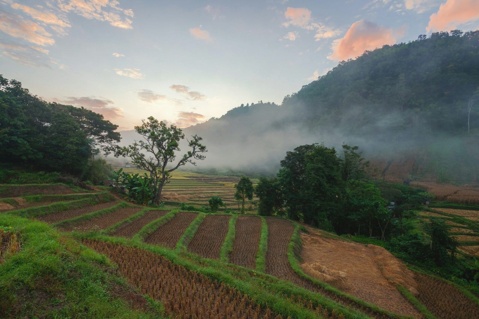 Emerald Rice Terraces Glowing in Morning Sunlight