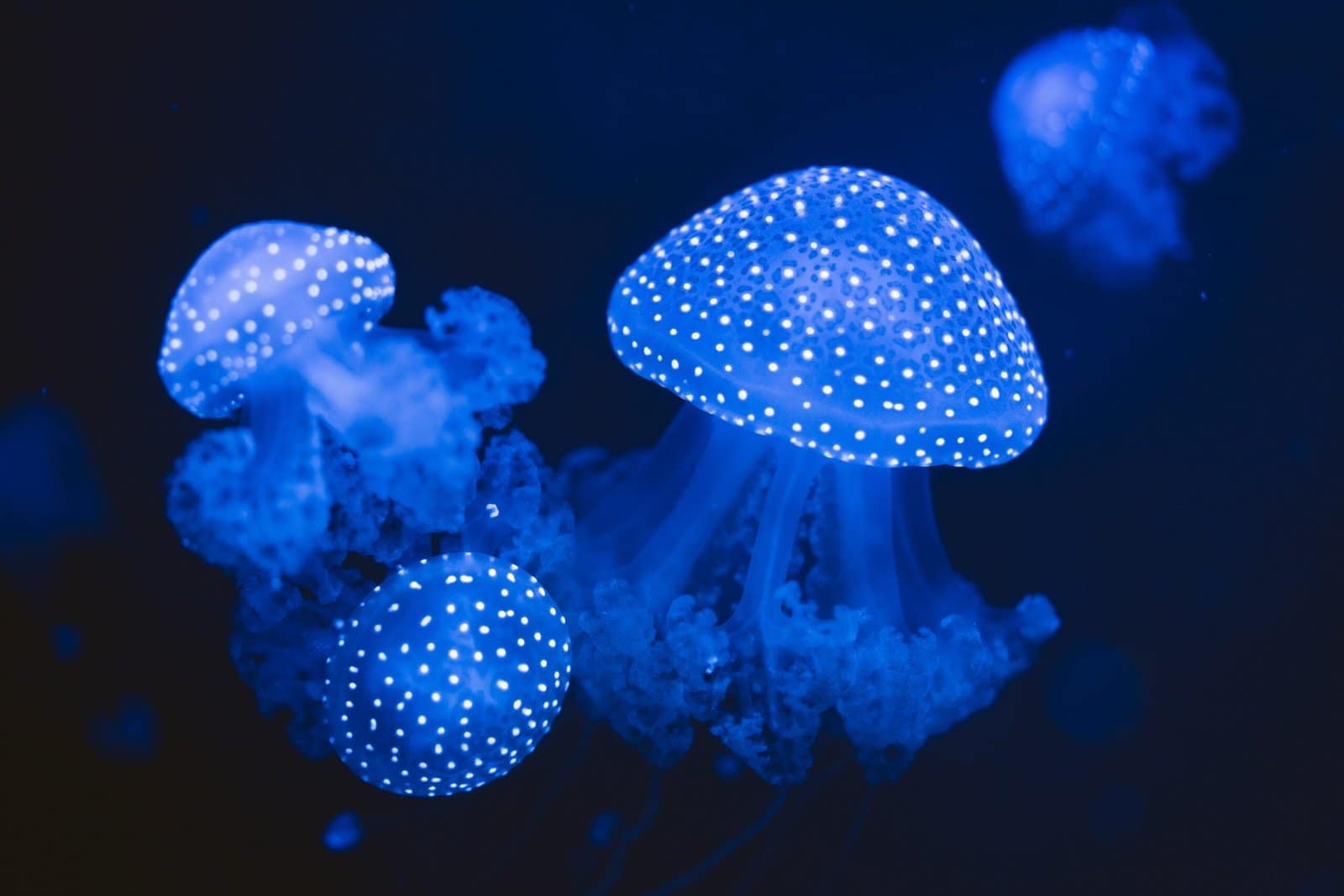 Glowing 3D Jellyfish Floating in Dark Ocean