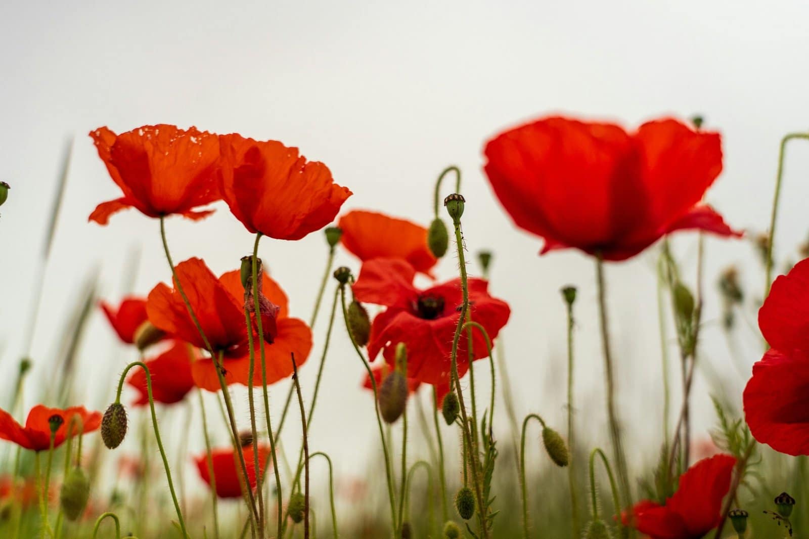 Red Poppy Field Swaying Under a Summer Sky